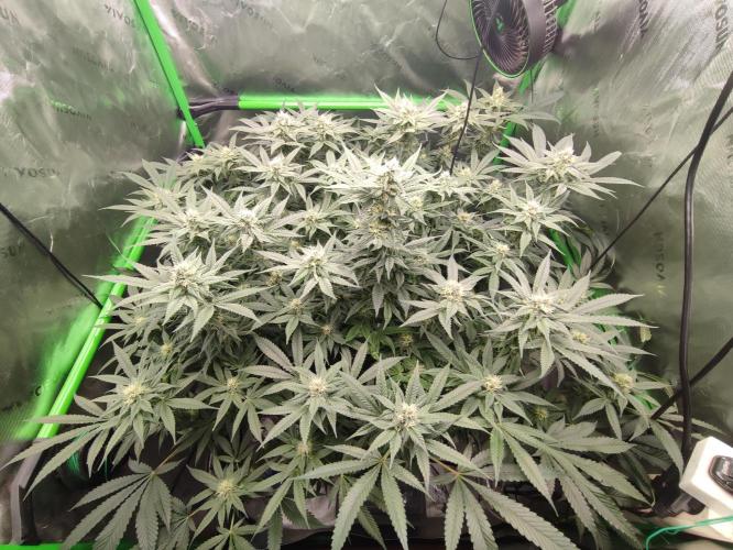 DWC - Papaya Stank. Week 13 - BT 31