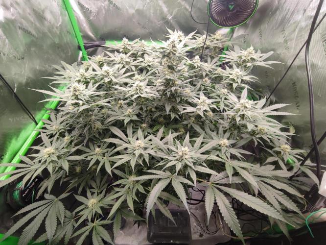 DWC - Papaya Stank. Week 13 - BT 31