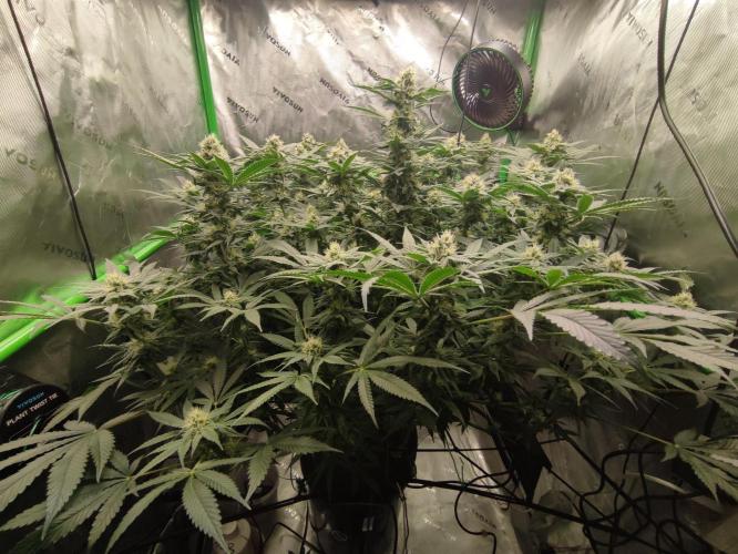 DWC - Papaya Stank. Week 13 - BT 31