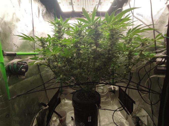 DWC - Papaya Stank. Week 13 - BT 31