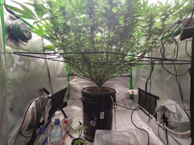 DWC - Papaya Stank. Week 13 - BT 31