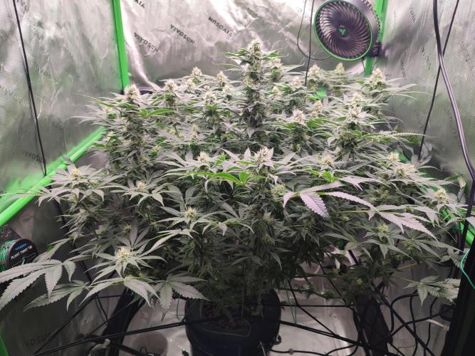 DWC - Papaya Stank. Week 13 - BT 32