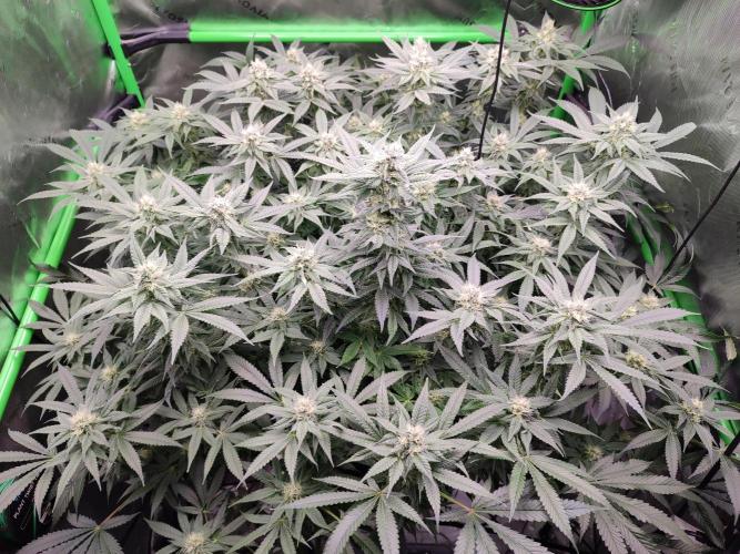 DWC - Papaya Stank. Week 13 - BT 32