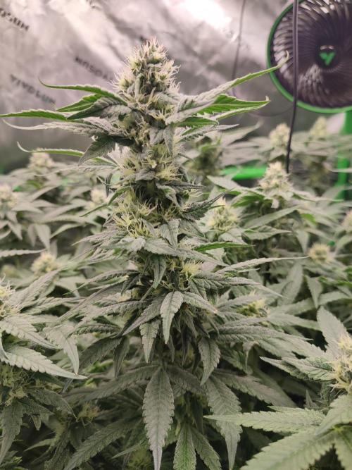 DWC - Papaya Stank. Week 13 - BT 32