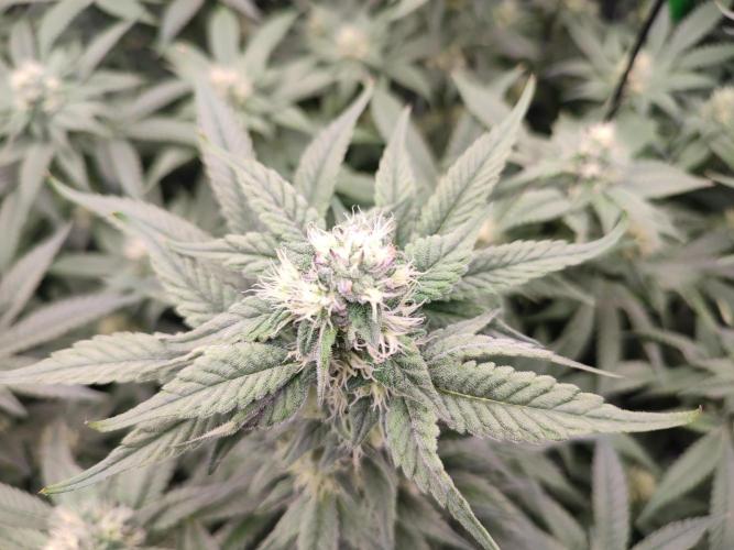 DWC - Papaya Stank. Week 13 - BT 32