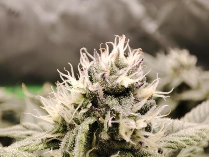 DWC - Papaya Stank. Week 13 - BT 32