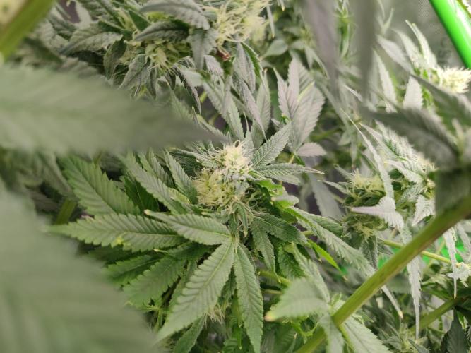 DWC - Papaya Stank. Week 13 - BT 32