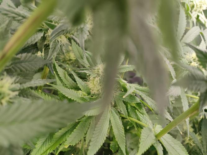 DWC - Papaya Stank. Week 13 - BT 32