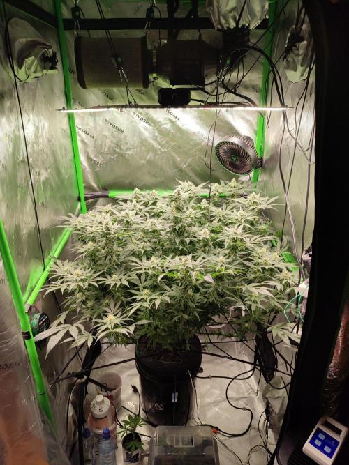 DWC - Papaya Stank. Week 13 - BT 32