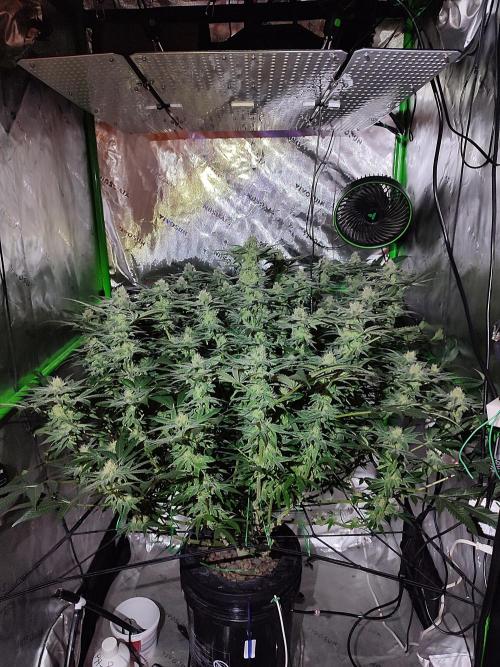 DWC - Papaya Stank. Week 13 - BT 32