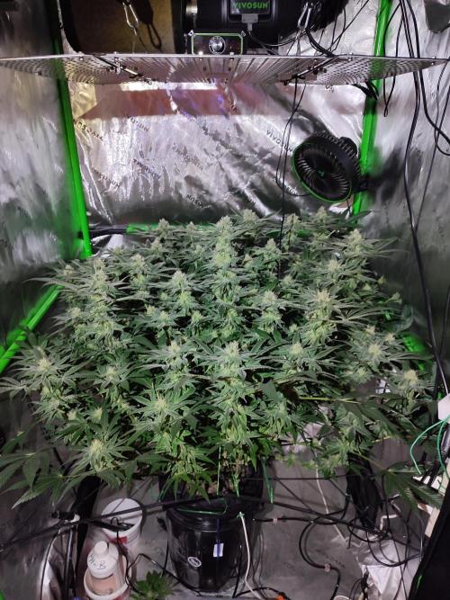 DWC - Papaya Stank. Week 13 - BT 32