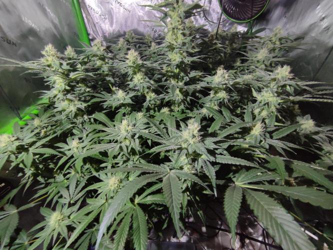 DWC - Papaya Stank. Week 13 - BT 32