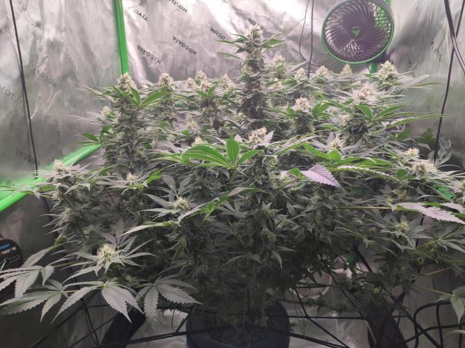 DWC - Papaya Stank. Week 13 - BT 34