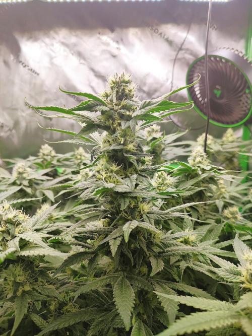 DWC - Papaya Stank. Week 13 - BT 34