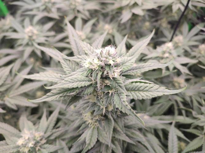 DWC - Papaya Stank. Week 13 - BT 34