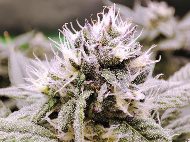 DWC - Papaya Stank. Week 13 - BT 34