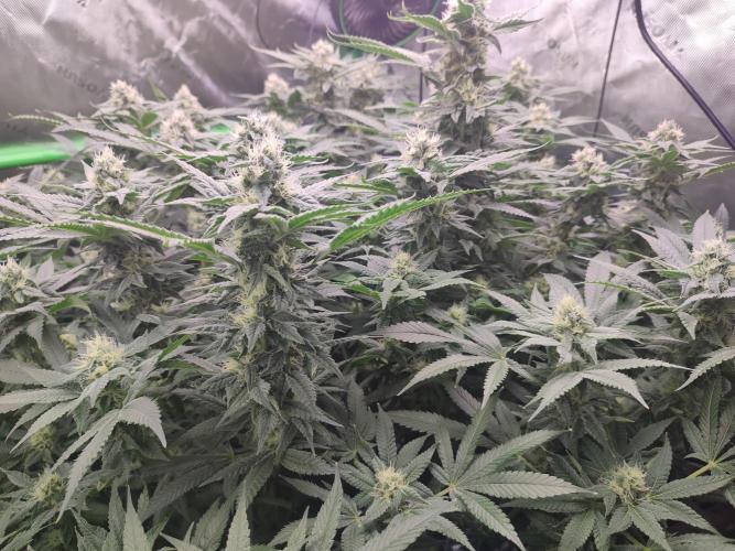 DWC - Papaya Stank. Week 13 - BT 34