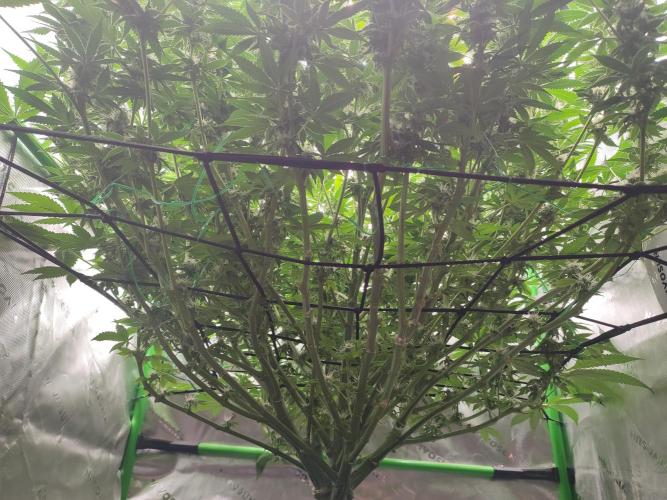 DWC - Papaya Stank. Week 13 - BT 34