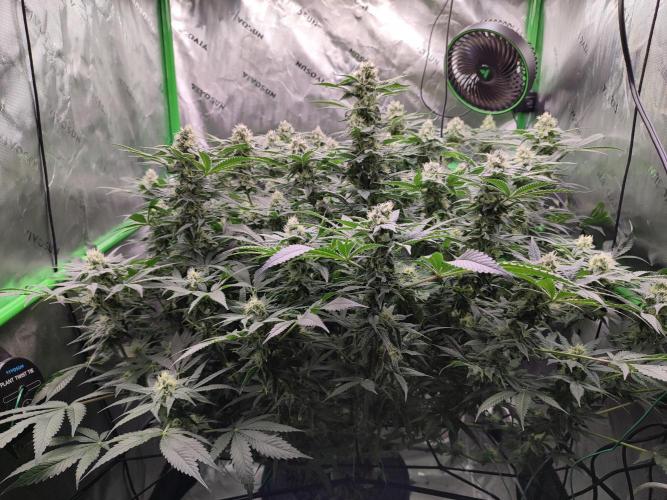 DWC - Papaya Stank. Week 14 - BT 35