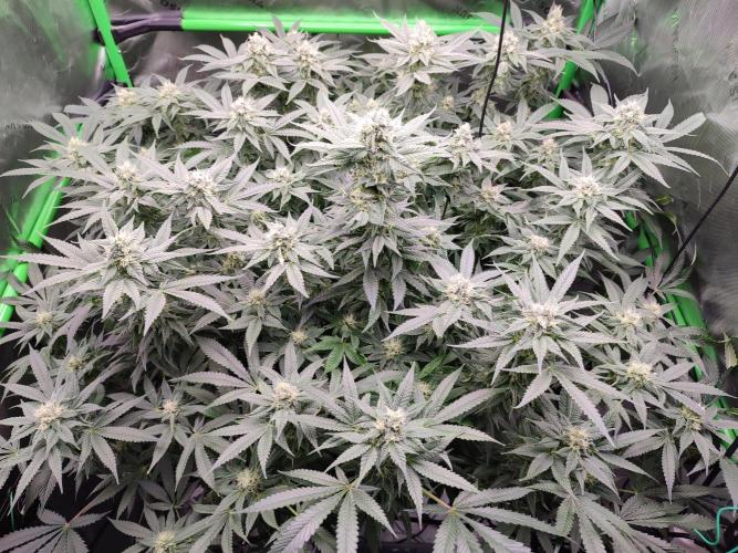 DWC - Papaya Stank. Week 14 - BT 35