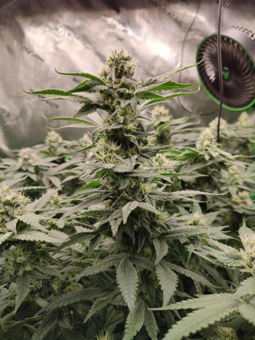 DWC - Papaya Stank. Week 14 - BT 35