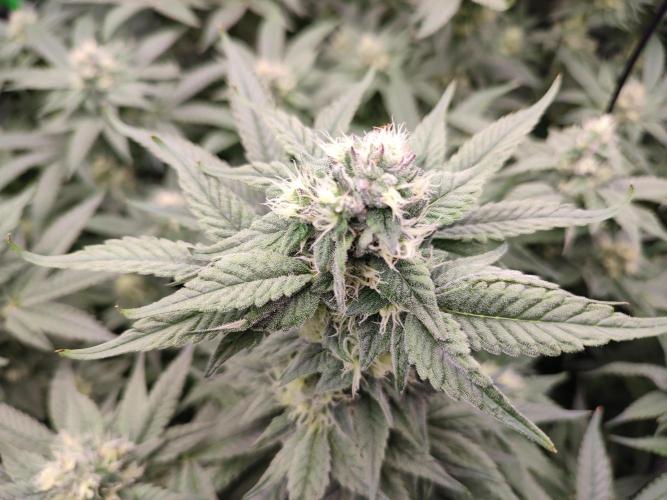 DWC - Papaya Stank. Week 14 - BT 35