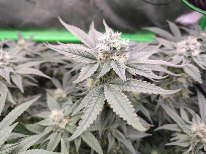 DWC - Papaya Stank. Week 14 - BT 35