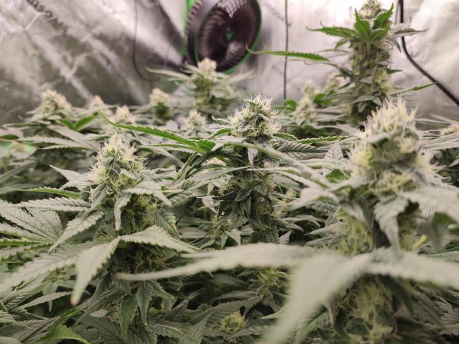 DWC - Papaya Stank. Week 14 - BT 35