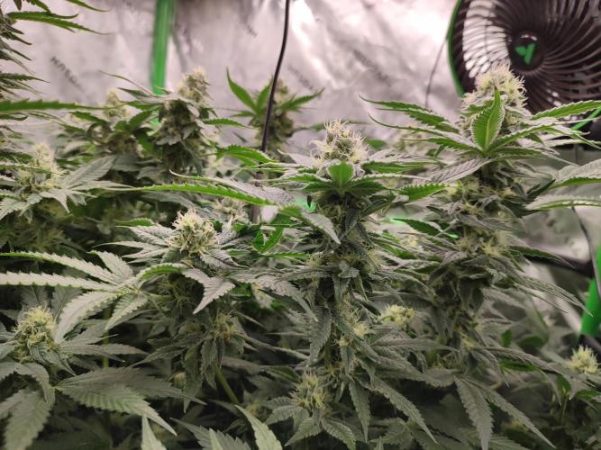 DWC - Papaya Stank. Week 14 - BT 35