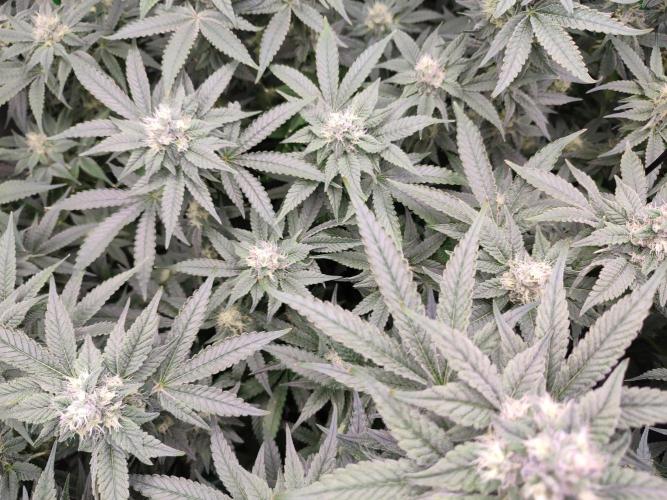 DWC - Papaya Stank. Week 14 - BT 35