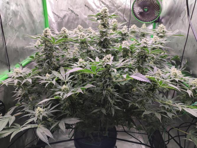 DWC - Papaya Stank. Week 14 - BT 38