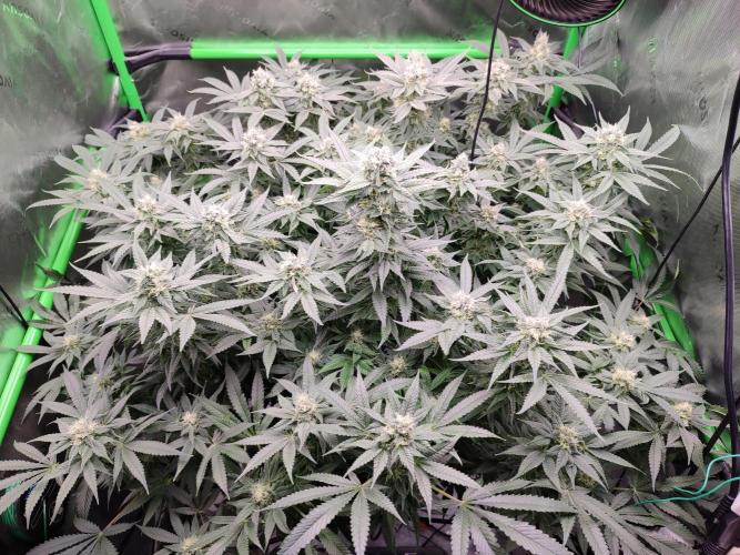 DWC - Papaya Stank. Week 14 - BT 38