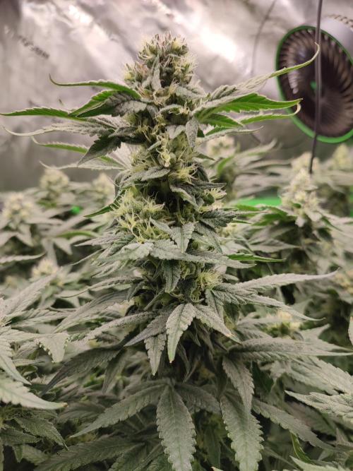 DWC - Papaya Stank. Week 14 - BT 38