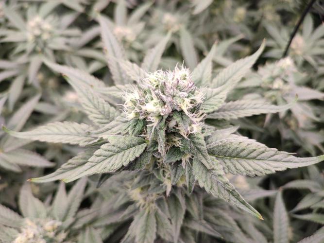 DWC - Papaya Stank. Week 14 - BT 38