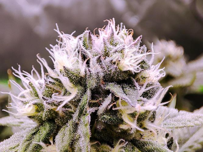 DWC - Papaya Stank. Week 14 - BT 38