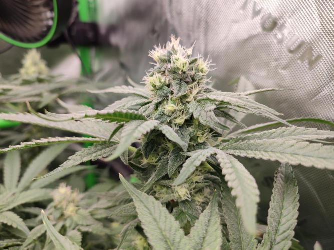 DWC - Papaya Stank. Week 14 - BT 38