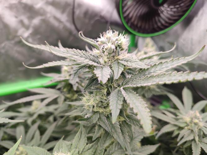 DWC - Papaya Stank. Week 14 - BT 38