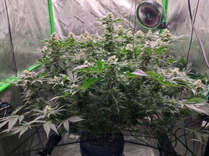 DWC - Papaya Stank. Week 14 - BT 36