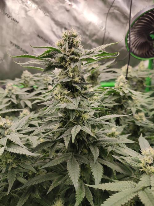 DWC - Papaya Stank. Week 14 - BT 36