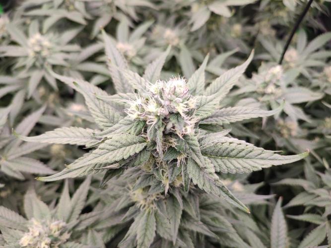 DWC - Papaya Stank. Week 14 - BT 36