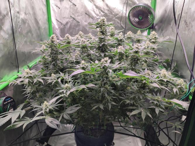 DWC - Papaya Stank. Week 14 - BT 39