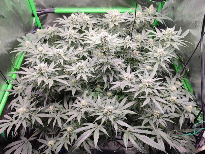 DWC - Papaya Stank. Week 14 - BT 39