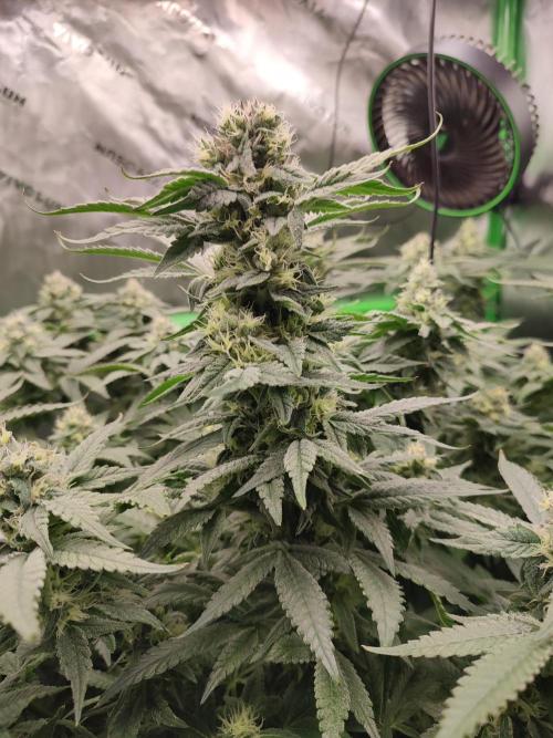 DWC - Papaya Stank. Week 14 - BT 39