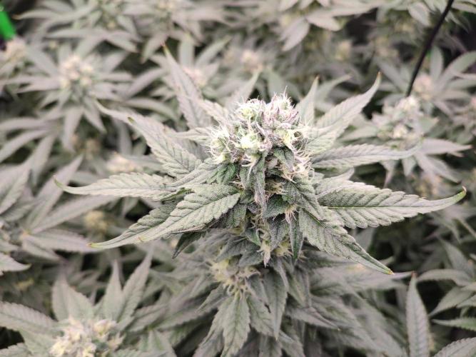 DWC - Papaya Stank. Week 14 - BT 39