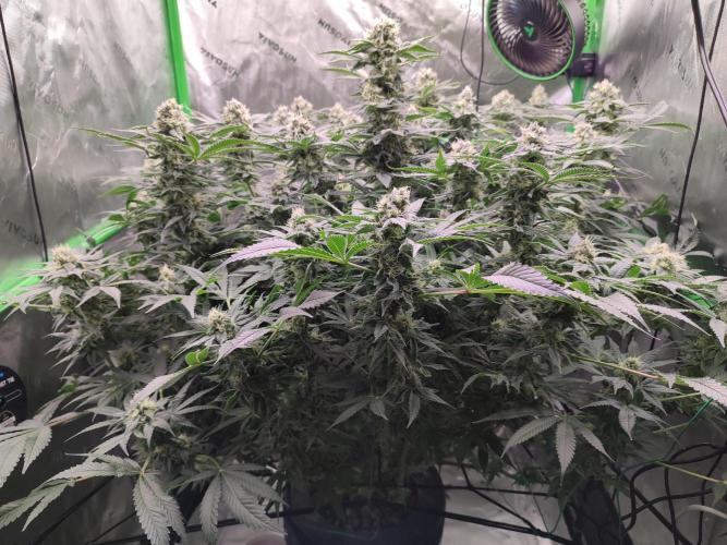 DWC - Papaya Stank. Week 14 - BT 41