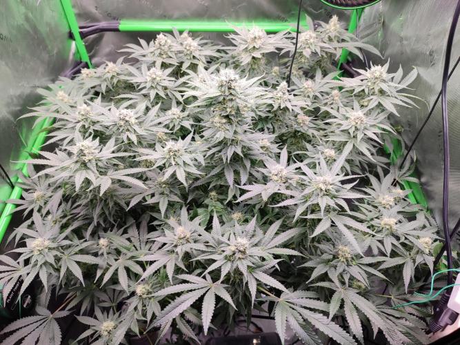 DWC - Papaya Stank. Week 14 - BT 41