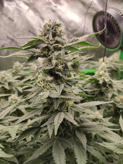 DWC - Papaya Stank. Week 14 - BT 41