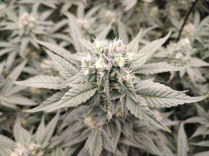 DWC - Papaya Stank. Week 14 - BT 41