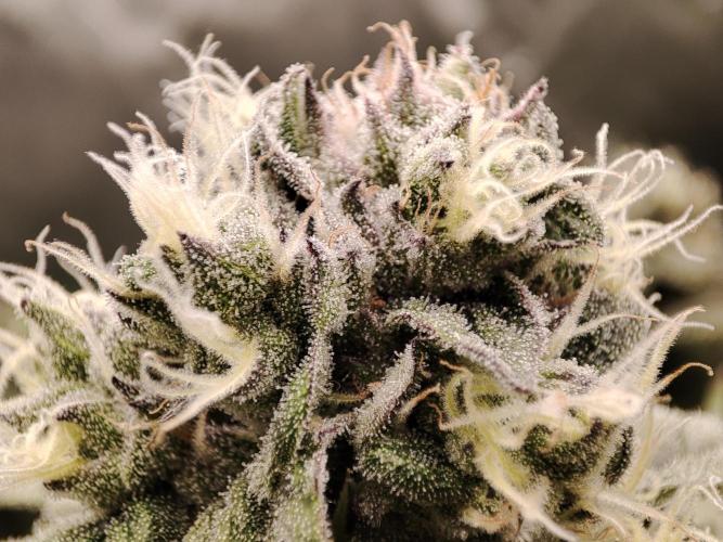 DWC - Papaya Stank. Week 14 - BT 41