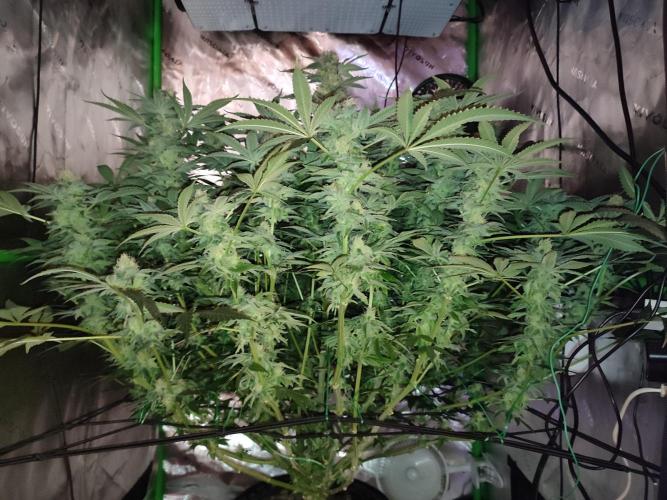 DWC - Papaya Stank. Week 14 - BT 41